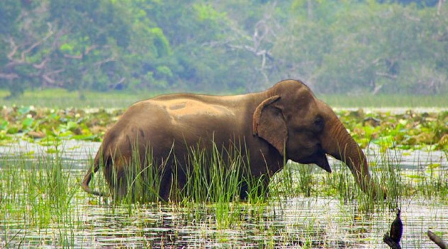 7-Day Complete Sri Lanka Tour